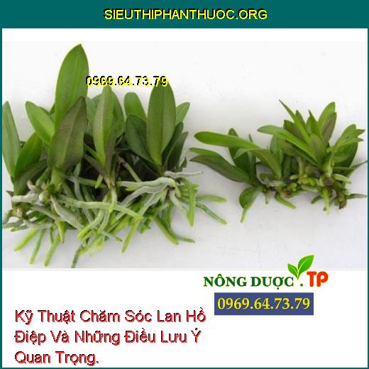 Kỹ Thuật Chăm Sóc Lan Hồ Điệp Và Những Điều Lưu Ý Quan Trọng.