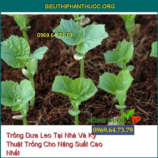 Trồng Dưa Leo Tại Nhà Và Kỹ Thuật Trồng Cho Năng Suất Cao Nhất