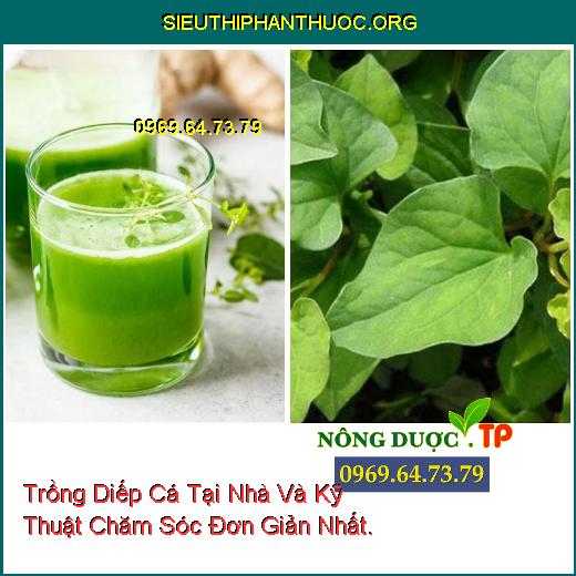 Trồng Diếp Cá Tại Nhà Và Kỹ Thuật Chăm Sóc Đơn Giản Nhất.