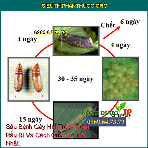 Sâu Bệnh Gây Hại Trên Nhóm Bầu Bí Và Cách Quản Lý Tốt Nhất.