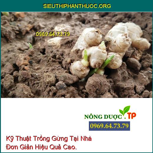 Kỹ Thuật Trồng Gừng Tại Nhà Đơn Giản Hiệu Quả Cao.