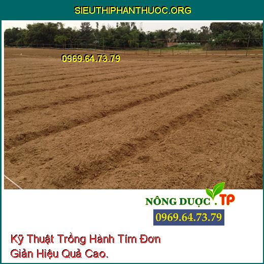 Kỹ Thuật Trồng Hành Tím Đơn Giản Hiệu Quả Cao.