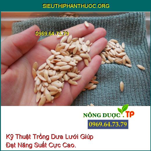 Kỹ Thuật Trồng Dưa Lưới Giúp Đạt Năng Suất Cực Cao.