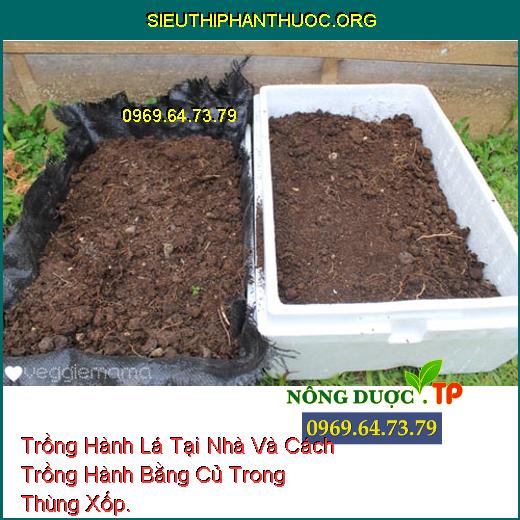 Trồng Hành Lá Tại Nhà Và Cách Trồng Hành Bằng Củ Trong Thùng Xốp.