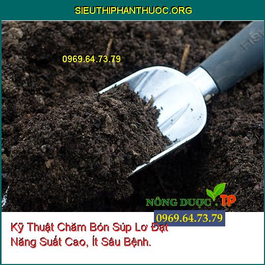 Kỹ Thuật Chăm Bón Súp Lơ Đạt Năng Suất Cao, Ít Sâu Bệnh.