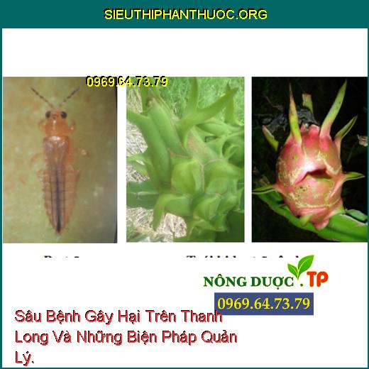 Hình 2: Bọ trĩ trưởng thành; Dấu hiệu bọ trĩ gây bệnh trên trái.