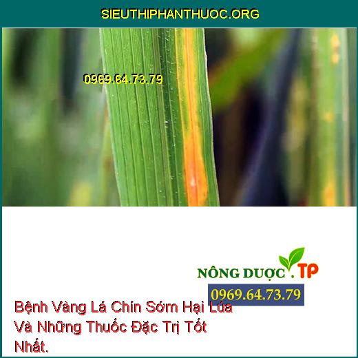 Bệnh Vàng Lá Chín Sớm Hại Lúa Và Những Thuốc Đặc Trị Tốt Nhất.