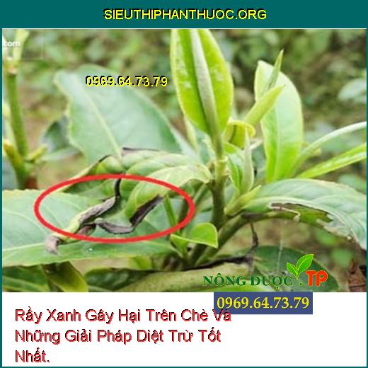 Rầy Xanh Gây Hại Trên Chè Và Những Giải Pháp Diệt Trừ Tốt Nhất.