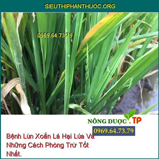 Bệnh Lùn Xoắn Lá Hại Lúa Và Những Cách Phòng Trừ Tốt Nhất.