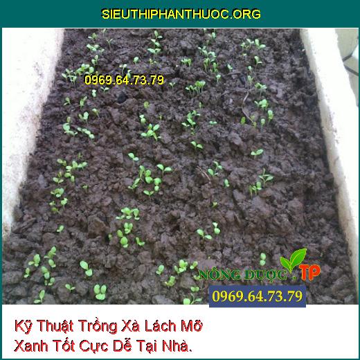 Kỹ Thuật Trồng Xà Lách Mỡ Xanh Tốt Cực Dễ Tại Nhà.