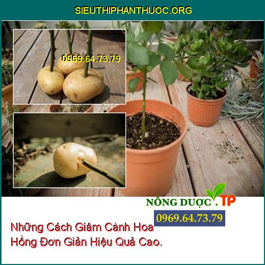 Những Cách Giâm Cành Hoa Hồng Đơn Giản Hiệu Quả Cao.