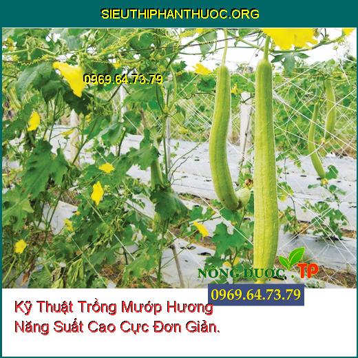 Kỹ Thuật Trồng Mướp Hương Năng Suất Cao Cực Đơn Giản.