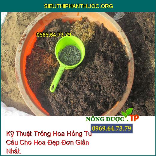 Kỹ Thuật Trồng Hoa Hồng Tú Cầu Cho Hoa Đẹp Đơn Giản Nhất.