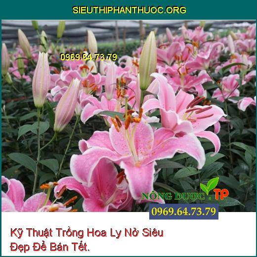 Kỹ Thuật Trồng Hoa Ly Nở Siêu Đẹp Để Bán Tết.