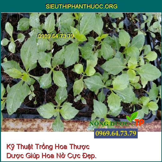 Kỹ Thuật Trồng Hoa Thược Dược Giúp Hoa Nở Cực Đẹp.