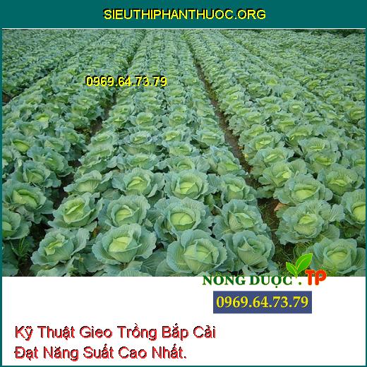 Kỹ Thuật Gieo Trồng Bắp Cải Đạt Năng Suất Cao Nhất.