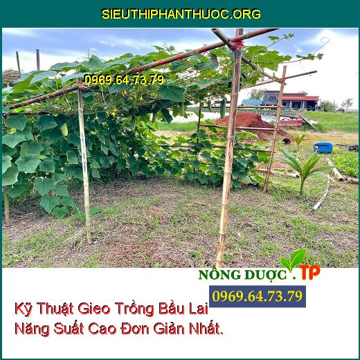 Kỹ Thuật Gieo Trồng Bầu Lai Năng Suất Cao Đơn Giản Nhất.