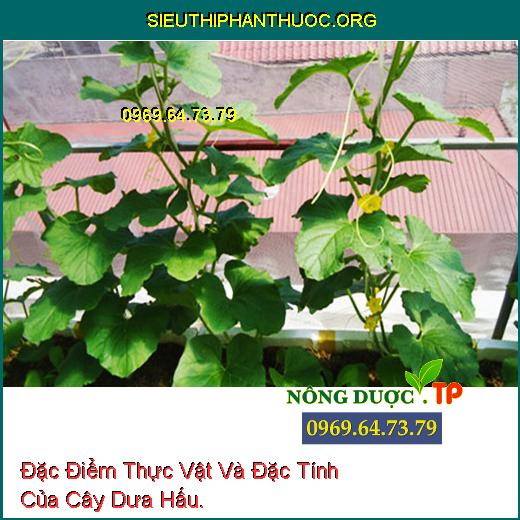 Đặc Điểm Thực Vật Và Đặc Tính Của Cây Dưa Hấu.