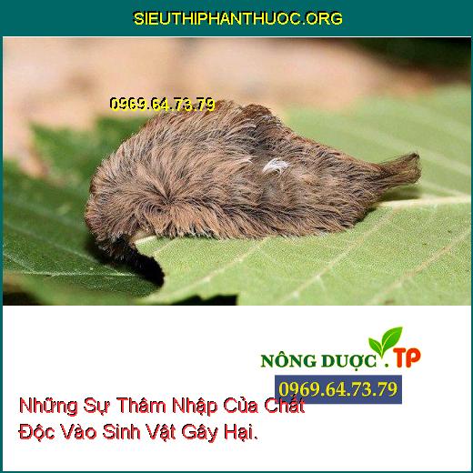 Những Sự Thâm Nhập Của Chất Độc Vào Sinh Vật Gây Hại.