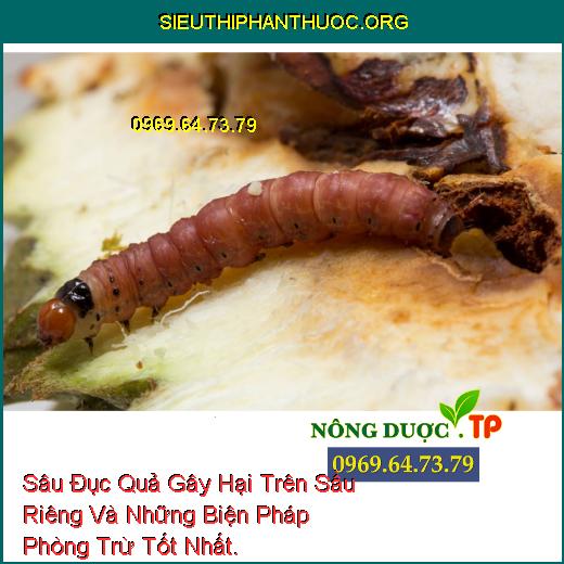 Sâu Đục Quả Gây Hại Trên Sầu Riêng Và Những Biện Pháp Phòng Trừ Tốt Nhất.