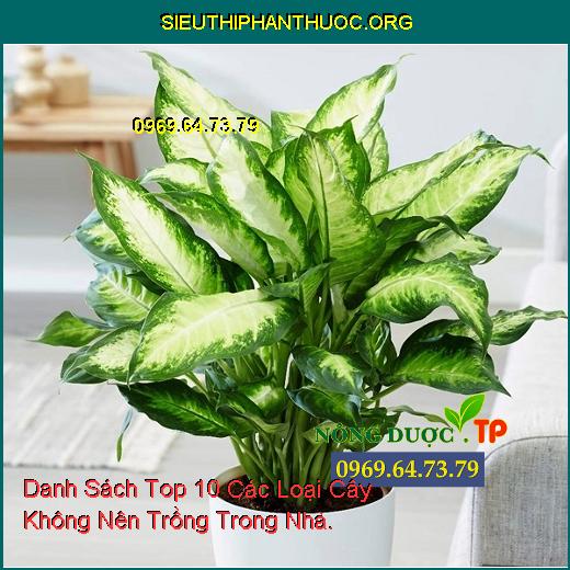 Danh Sách Top 10 Các Loại Cây Không Nên Trồng Trong Nhà.