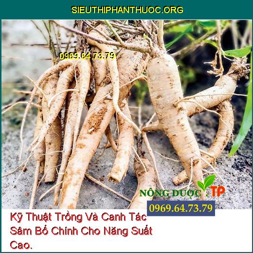 Kỹ Thuật Trồng Và Canh Tác Sâm Bố Chính Cho Năng Suất Cao.