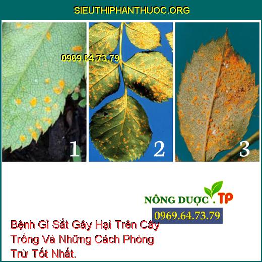 Bệnh Gỉ Sắt Gây Hại Trên Cây Trồng Và Những Cách Phòng Trừ Tốt Nhất.