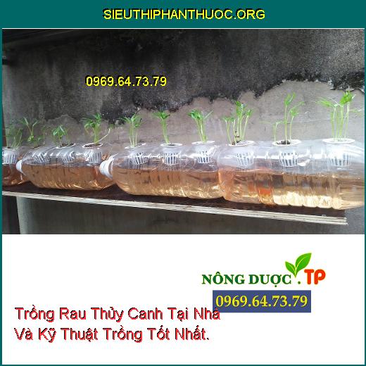 Trồng Rau Thủy Canh Tại Nhà Và Kỹ Thuật Trồng Tốt Nhất.