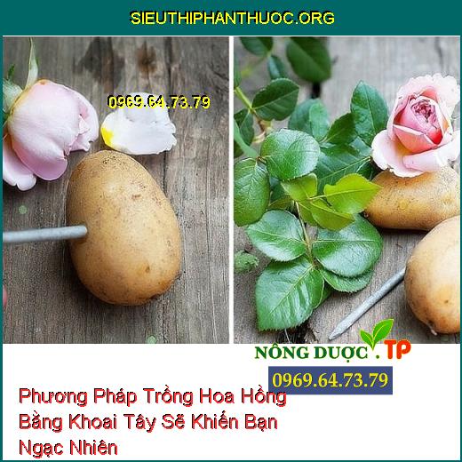 Phương Pháp Trồng Hoa Hồng Bằng Khoai Tây Sẽ Khiến Bạn Ngạc Nhiên 