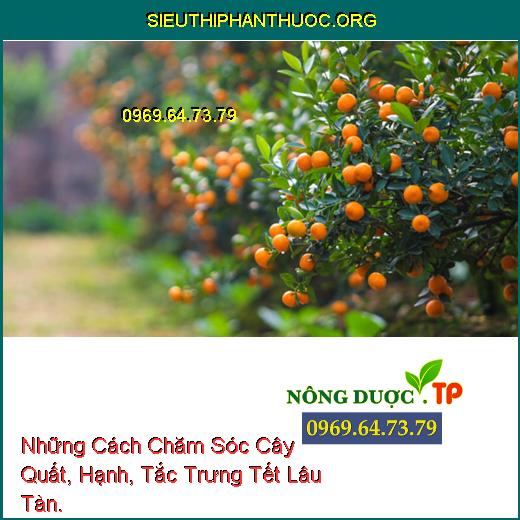 Những Cách Chăm Sóc Cây Quất, Hạnh, Tắc Trưng Tết Lâu Tàn.