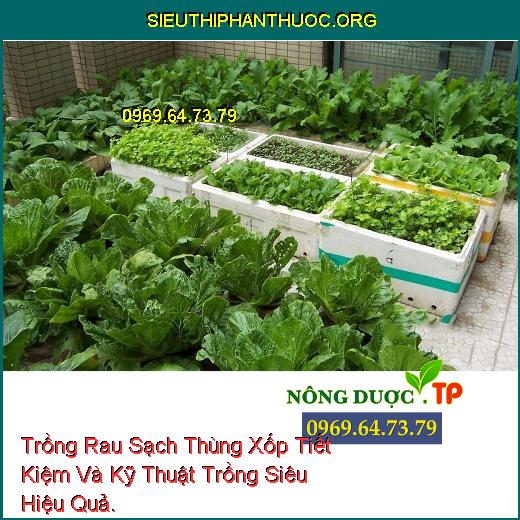 Trồng Rau Sạch Thùng Xốp Tiết Kiệm Và Kỹ Thuật Trồng Siêu Hiệu Quả.