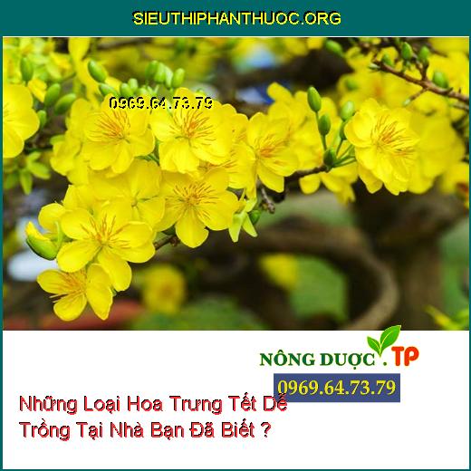 Những Loại Hoa Trưng Tết Dễ Trồng Tại Nhà Bạn Đã Biết ?