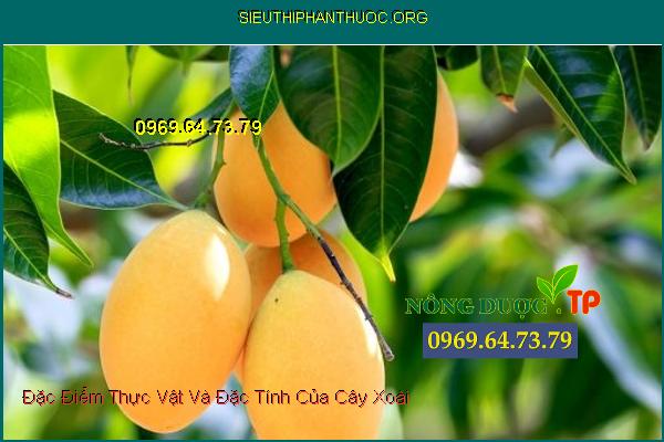 Đặc Điểm Thực Vật Và Đặc Tính Của Cây Xoài