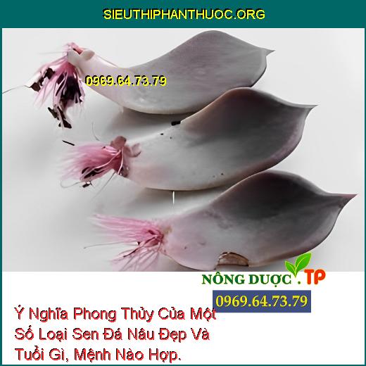 Ý Nghĩa Phong Thủy Của Một Số Loại Sen Đá Nâu Đẹp Và Tuổi Gì, Mệnh Nào Hợp.