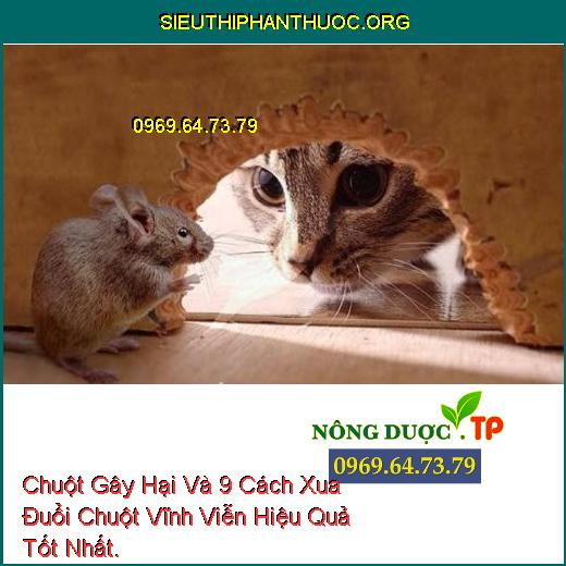 Chuột Gây Hại Và 9 Cách Xua Đuổi Chuột Vĩnh Viễn Hiệu Quả Tốt Nhất.