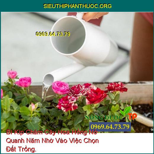 Bí Kíp Chăm Cây Hoa Hồng Nở Quanh Năm Nhờ Vào Việc Chọn Đất Trồng.