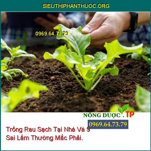 Trồng Rau Sạch Tại Nhà Và 9 Sai Lầm Thường Mắc Phải.