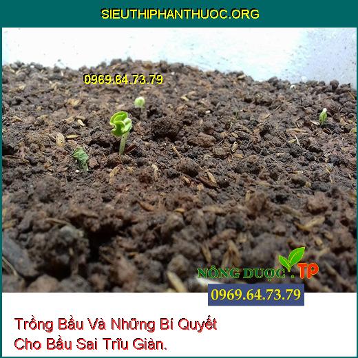 Trồng Bầu Và Những Bí Quyết Cho Bầu Sai Trĩu Giàn.