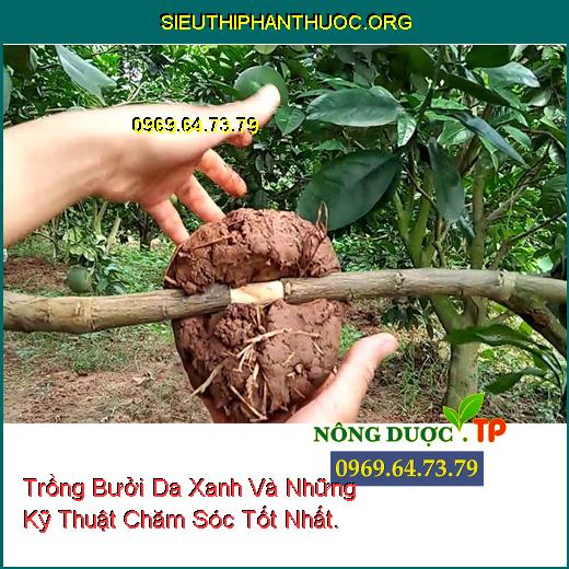 Trồng Bưởi Da Xanh Và Những Kỹ Thuật Chăm Sóc Tốt Nhất.