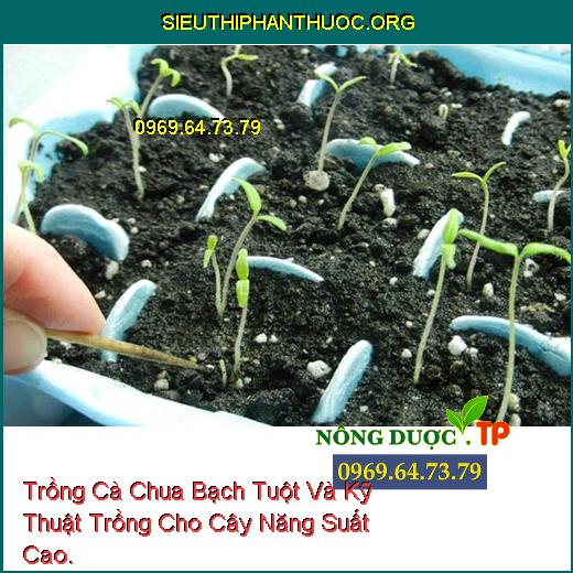 Trồng Cà Chua Bạch Tuột Và Kỹ Thuật Trồng Cho Cây Năng Suất Cao.