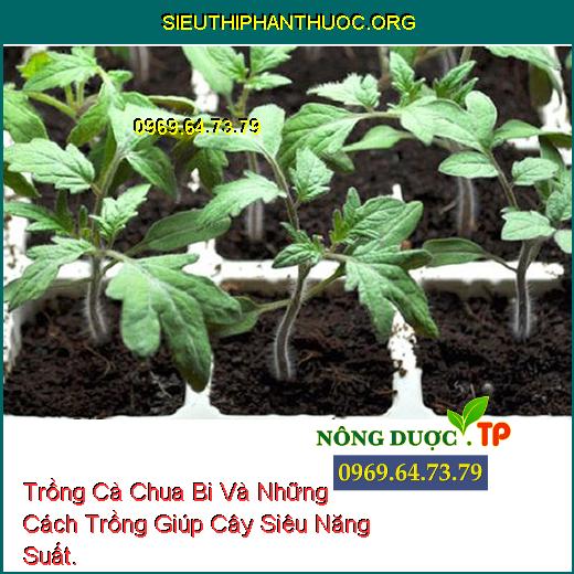 Trồng Cà Chua Bi Và Những Cách Trồng Giúp Cây Siêu Năng Suất.