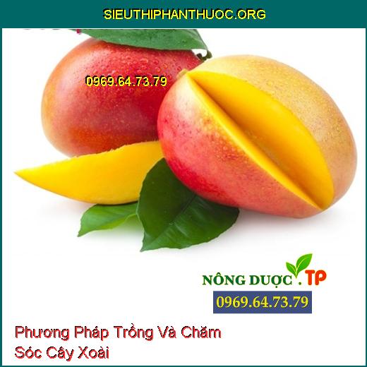 Phương Pháp Trồng Và Chăm Sóc Cây Xoài