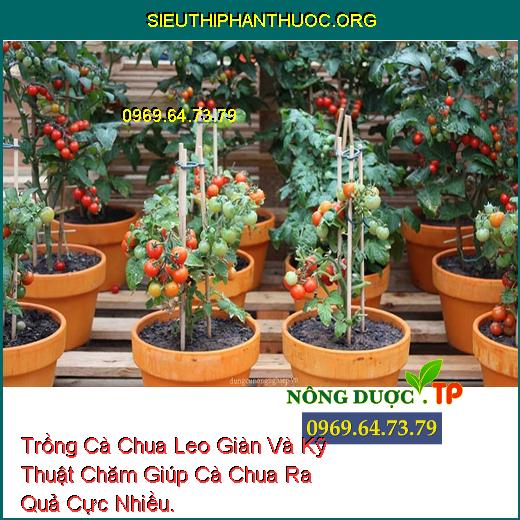 Trồng Cà Chua Leo Giàn Và Kỹ Thuật Chăm Giúp Cà Chua Ra Quả Cực Nhiều.