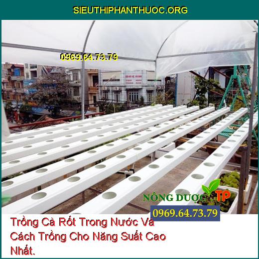 Trồng Cà Rốt Trong Nước Và Cách Trồng Cho Năng Suất Cao Nhất.