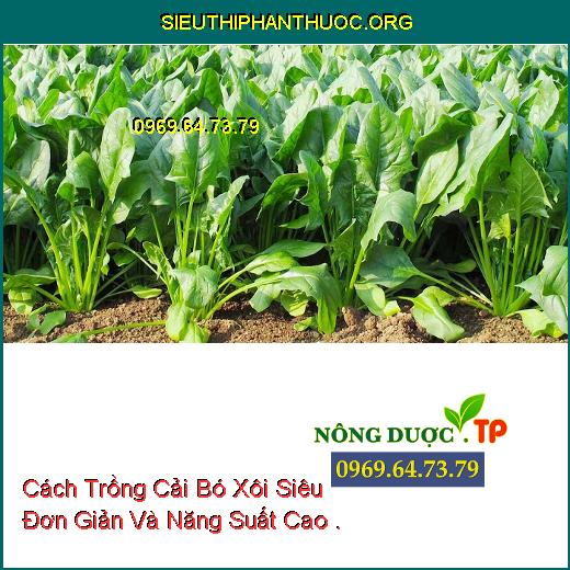 Cách Trồng Cải Bó Xôi Siêu Đơn Giản Và Năng Suất Cao .