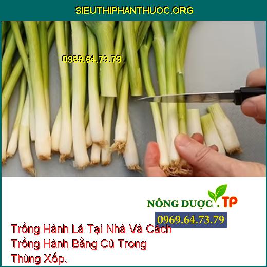 Trồng Hành Lá Tại Nhà Và Cách Trồng Hành Bằng Củ Trong Thùng Xốp.