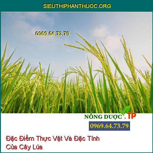 Đặc Điểm Thực Vật Và Đặc Tính Của Cây Lúa.