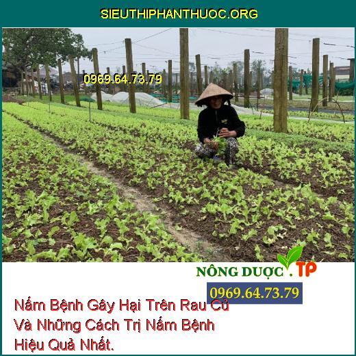 Nấm Bệnh Gây Hại Trên Rau Củ Và Những Cách Trị Nấm Bệnh Hiệu Quả Nhất.