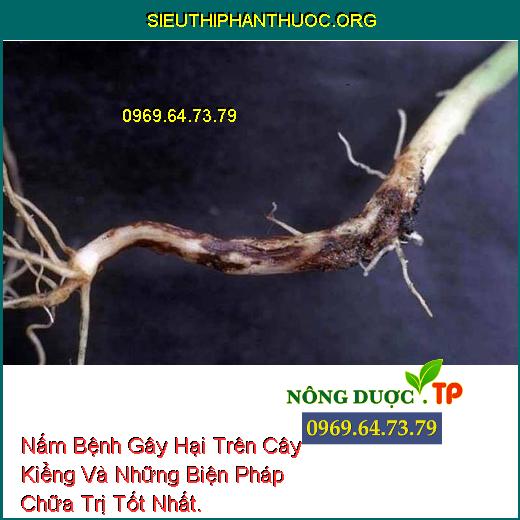 Nấm Bệnh Gây Hại Trên Cây Kiểng Và Những Biện Pháp Chữa Trị Tốt Nhất.