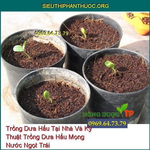 Trồng Dưa Hấu Tại Nhà Và Kỹ Thuật Trồng Dưa Hấu Mọng Nước Ngọt Trái